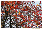L'arbre aux couleurs incandescentes  -- 04/12/09