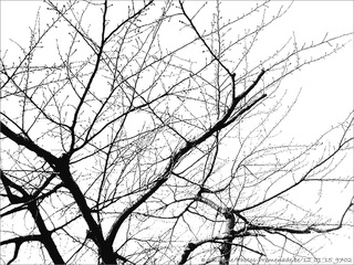En Noir et Blanc, les Arbres