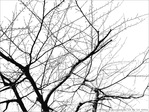 En Noir et Blanc, les Arbres -- 19/02/12