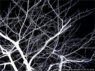 En Blanc et Noir, les Arbres