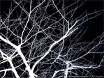 En Blanc et Noir, les Arbres -- 21/02/12