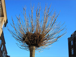 Accueillir le Printemps -- 17/03/12