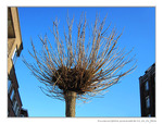 Accueillir le Printemps