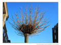 Accueillir le Printemps -- 17/03/12