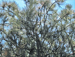 Faisceaux vers le Haut -- 07/04/13