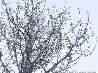 Si si, j'ai vu des Bourgeons&nbsp;!