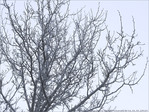 Si si, j'ai vu des Bourgeons ! -- 03/04/13