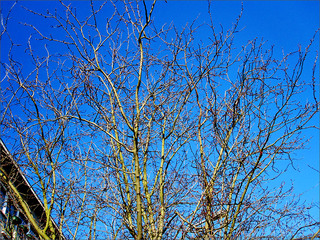Or sur Branches