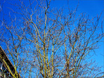 Or sur Branches -- 19/03/13