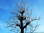 L'Arbre, le Soleil et le Ciel -- 20/01/12