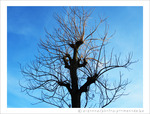 L'Arbre, le Soleil et le Ciel -- 20/01/12