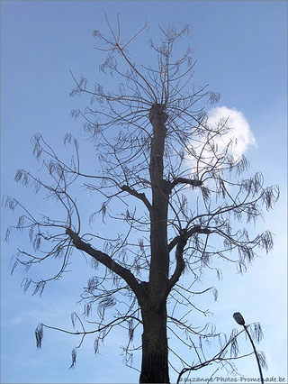 L'Arbre et le Lampadaire