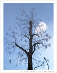 L'Arbre et le Lampadaire