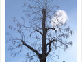 L'Arbre et le Lampadaire -- 07/03/12