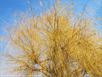 Porteur d'Or -- 03/03/12