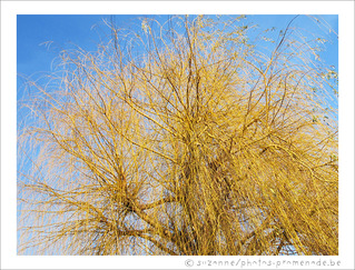 Porteur d'Or