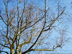 Soleil sur Branches -- 05/03/12