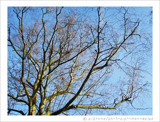 Soleil sur Branches