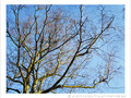 Soleil sur Branches -- 05/03/12