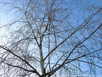 Neige ou Soleil H�sitation  -- 09/03/12
