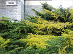 Janvier est bien l� -- 30/01/12