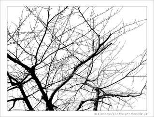 En Noir et Blanc, les Arbres