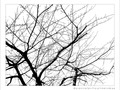 En Noir et Blanc, les Arbres -- 19/02/12