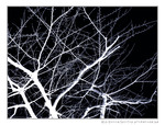 En Blanc et Noir, les Arbres
