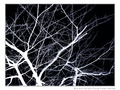 En Blanc et Noir, les Arbres -- 21/02/12
