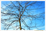 Branches délicates -- 17/02/18