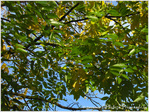 Automne timide -- 12/11/10