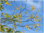 Berc�es par le vent -- 19/11/10