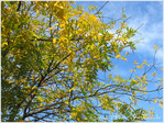 Or d'Automne -- 17/11/10