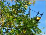 Lumi�re d'Automne -- 15/11/10