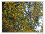 Reflets d'automne -- 02/12/09