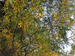Reflets d'automne -- 02/12/09