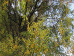 Feuillages jaunissant -- 03/12/09