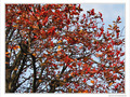 L'arbre aux couleurs incandescentes  -- 04/12/09