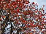 L'arbre aux couleurs incandescentes 