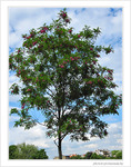 L'arbre pr�s de mon toit -- 12/06/09