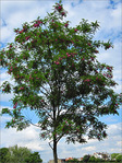 L'arbre pr�s de mon toit -- 12/06/09