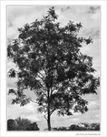 L'arbre pr�s de mon moi -- 11/06/09