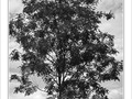 L'arbre pr�s de mon moi -- 11/06/09