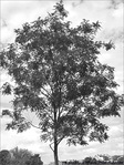 L'arbre pr�s de mon moi -- 11/06/09
