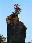 Automne et renouveau -- 08/10/08