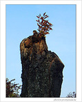 Automne et renouveau -- 08/10/08