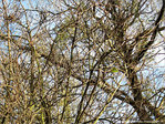 Un arbre et une feuille