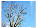 Souvenir des nids berc�s -- 11/12/09