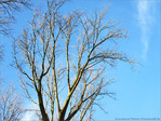 Souvenir des nids berc�s -- 11/12/09