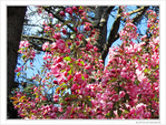 Arbre rosissant
